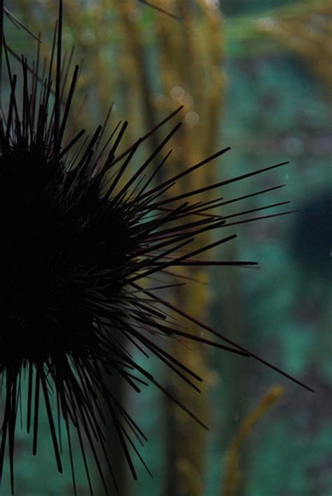 How To Get Sea Urchin Spines Out And Treat Stings Remedygrove