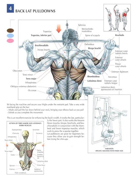 The nerves of the head and neck include the most vital and important organs of the nervous system — the brain and spinal cord — as well as the organs of the special senses. 5 Tips for Building Muscle! | Bodybuilding workouts ...