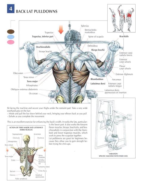 In this video i discuss the best back training workout that utilizes exercises for a big back, as well as exercises for a wider back based on current. 5 Tips for Building Muscle! | Gym workouts, Health fitness:__cat__, Bodybuilding workouts