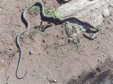 Black Mamba Snake Bite