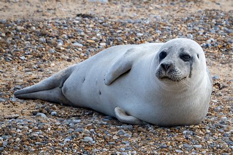 Day 25420 A Common Or Harbour Seal Pup Trevsastar Blipfoto