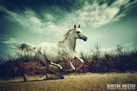White Andalusian horse runs gallop in summer time - 54ka [photo blog]