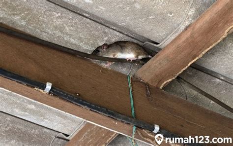 tikus mati depan rumah pertanda apa