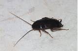 Photos of Spanish Cockroach