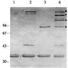 Formation Of Heterooligomers By Wild Type YadA A 1 And The Truncated