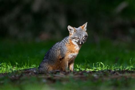 The Uplifting Tale Of These Tiny Island Foxes Nearly Wiped Out By