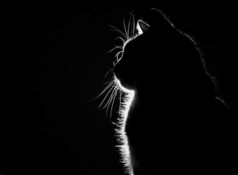 cat silhouette wallpapers top free cat silhouette backgrounds wallpaperaccess