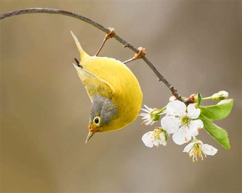 Meet The Acrobatic Nashville Warbler Birds And Blooms