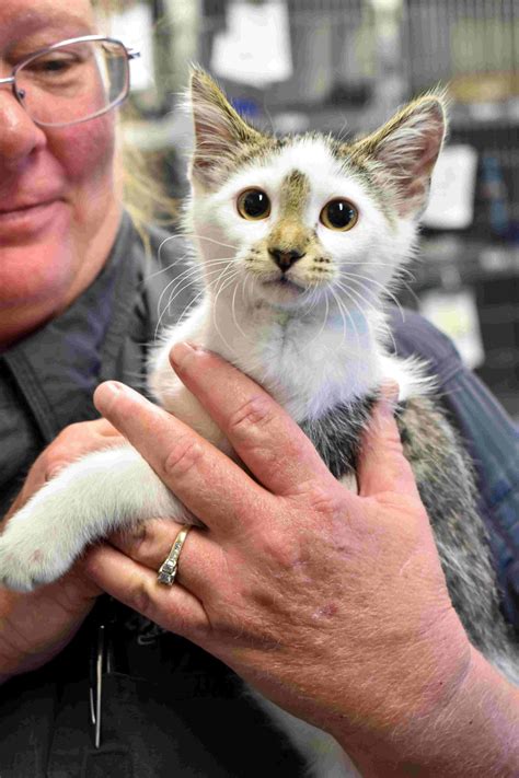 Kitten Abused By Des Moines Man On Street Was Rescued Taken To Arl