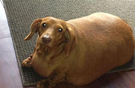 The Fattest Dog Youll Ever Seehe Went On A Diet