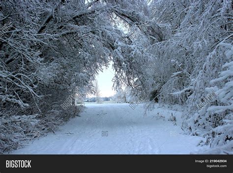 Winter Forest Path Image And Photo Free Trial Bigstock