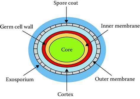 1 Structure Of Bacterial Spore Download Scientific Diagram