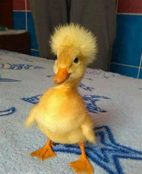 Psbattle This Duckling With Fluffy Head Feathers Rphotoshopbattles