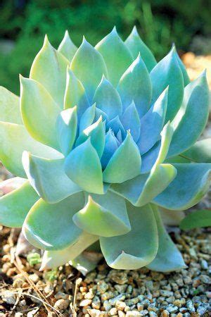 Welcome new members we all. Giant Chalk Dudleya - 20 seeds — rareplant | Succulents ...