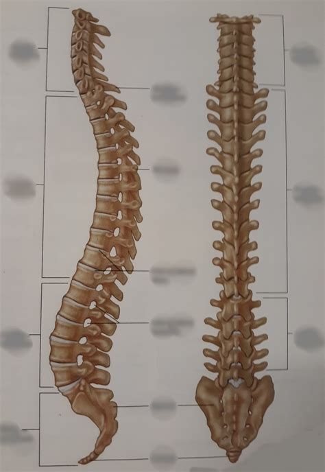 Lateral And Posterior View Of Vertebral Column Diagram Quizlet