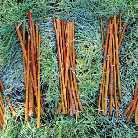 willow cuttings — wild rose basketry