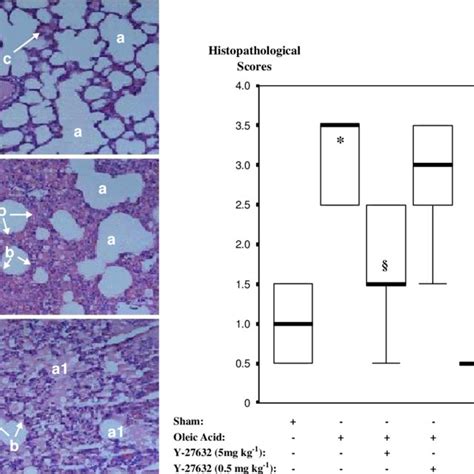 Histopathology Of Lung Tissues Normal Pulmonary Histology Was Observed