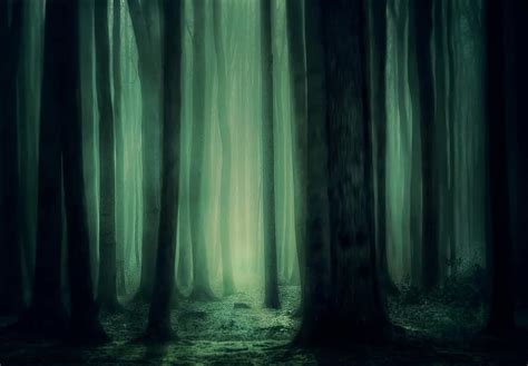 Forest Trees Fog Atmosphere Mysterious Dark Mystical Dreamy