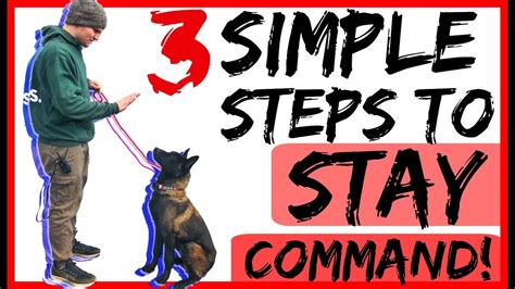 Teach Your Dog To Stay With Three Dog Training Steps Dog Training