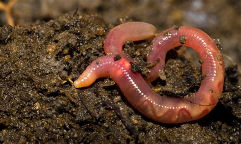 10 Interesting Facts About Earthworms Ecowatch