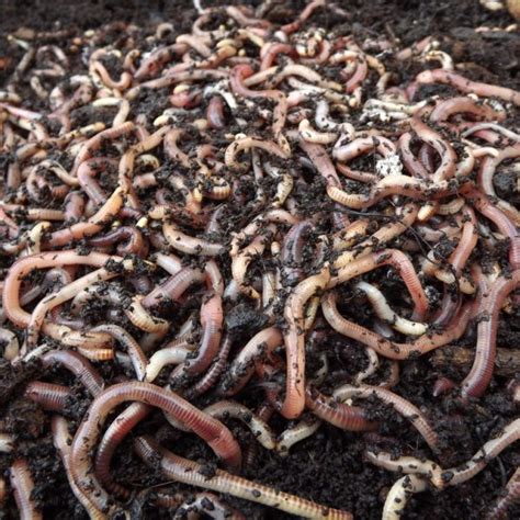Worms Indoor Organics