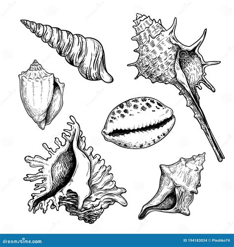 Sea Shells Sketch Set Hand Drawn Vector Drawing Of Different Types Sea