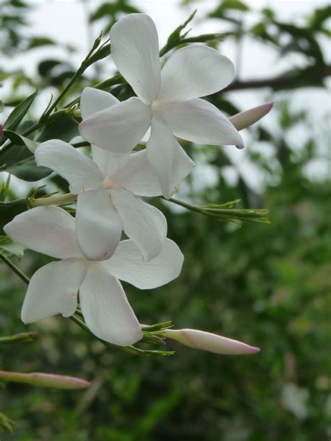 Top 10 Fragrant Flowers From Around The World