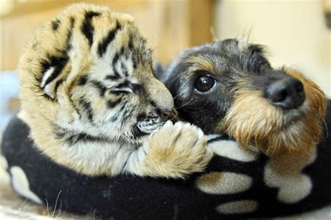 A Baby Tiger A Little Dog Snuggling Adorable Animals Friendship