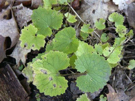 Content updated daily for how to plant grass seed Grant helps invasive plant fight in Michigan Upper Peninsula | Great Lakes Echo