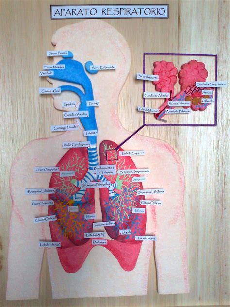 Sistema Respiratorio Maqueta Del Aparato Respiratorio Con Material