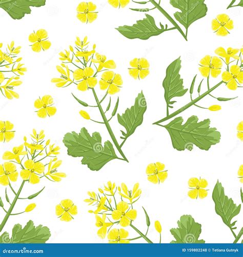 Mustard Plant Branch Seamless Pattern Yellow Flowers With Green Leaves