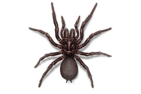 10 Most Venomous Dangerous And Deadly Spiders In Australia