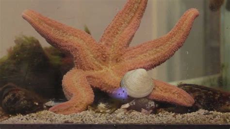 Star Fish Eating Clam Youtube