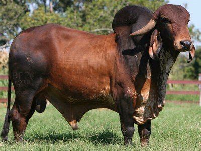 Named after the creator god, brahma, from hindu religion as homage. Brahman bull | 生き物, 牛