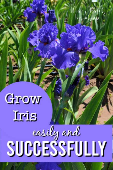 How To Plant Grow And Propagate Iris Flower Patch Farmhouse