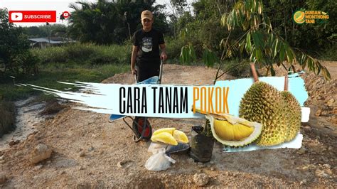 Cara mendapatkan khasiat daun bidara ini adalah dengan menggunakannya untuk mandi. Cara Tanam Pokok Durian | Tutorial Lengkap - YouTube