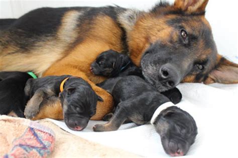 As german shepherd puppies exhibit high curiosity levels, they have a high energy requirement. Baby German Shepherd Puppies - AllShepherd