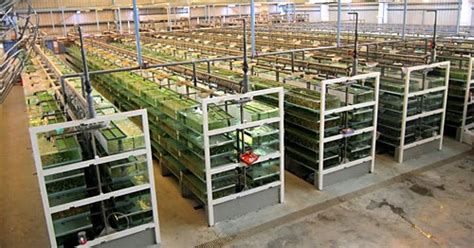 Aquarium Farming