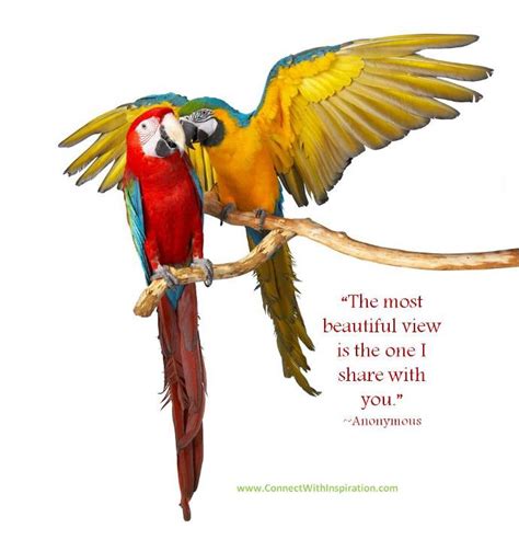 Funny Bird Quotes Quotesgram