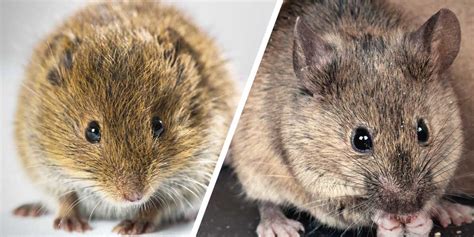 Their snouts are triangular and feature long whiskers. How Do You Get Rid Of Field Mice In Your Home | Bruin Blog