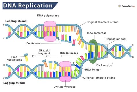 DNA Replication Definition Process Steps Labeled Diagram