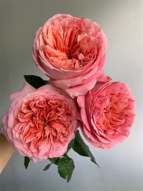 Pink Xpression Roses Pink Flower Arrangements Beautiful Flowers