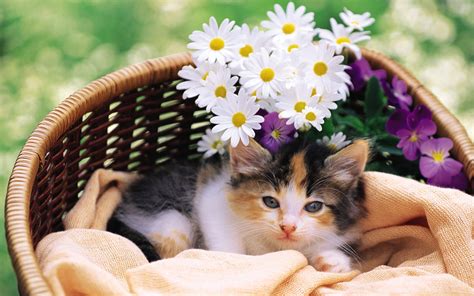 46 Kittens And Flowers Wallpaper