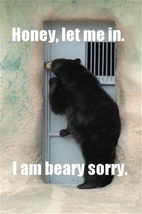 35 Most Funniest Bear Meme Pictures And Photos