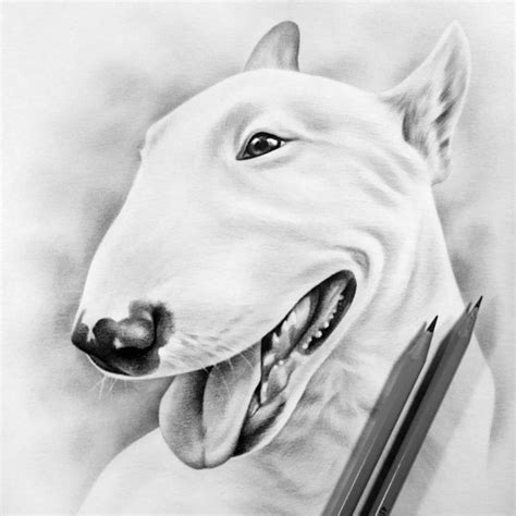 Dibujo a lápiz Bull Terrier ORIGINAL Arte de Kerli Etsy España