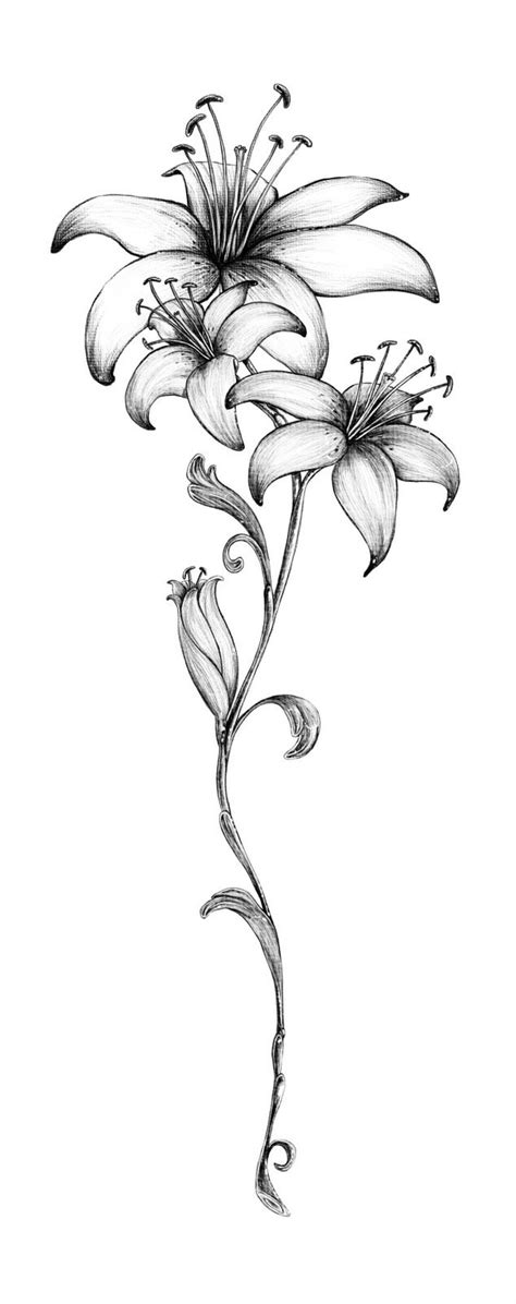 Lily Tattoo Lily Tattoo Lily Tattoo Design Lily Flower Tattoos