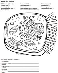Animal cell coloring worksheet also plant cell drawing at getdrawings. Color a Typical Animal Cell