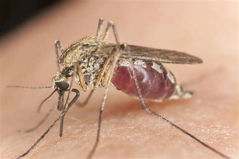 Extreme Close Up Shows You How A Mosquito Really Bites Your Flesh And