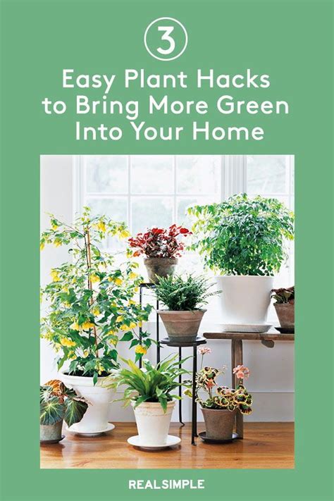 13 Best Hanging Plants For Every Room Of Your House Plant Hacks Easy Plants Plants