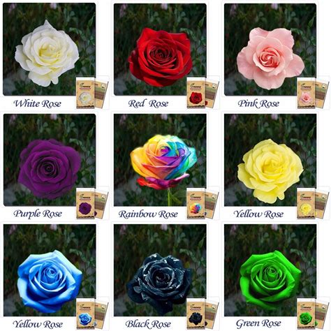 9 Rose Seed Combination Of Different Colors Rare Holland